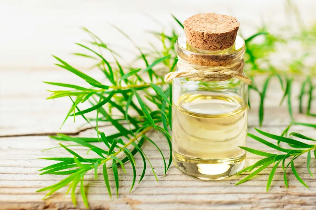 Tea Tree Oil one of the natural ingredients that is used in natural anti-lice shampoos